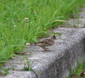 ヒバリ 福岡県 2023年6月5日(月)