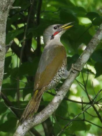 Japanese Green Woodpecker 栃木県民の森 Sun, 6/4/2023