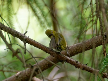 Warbling White-eye 横浜市立金沢自然公園 Mon, 6/5/2023