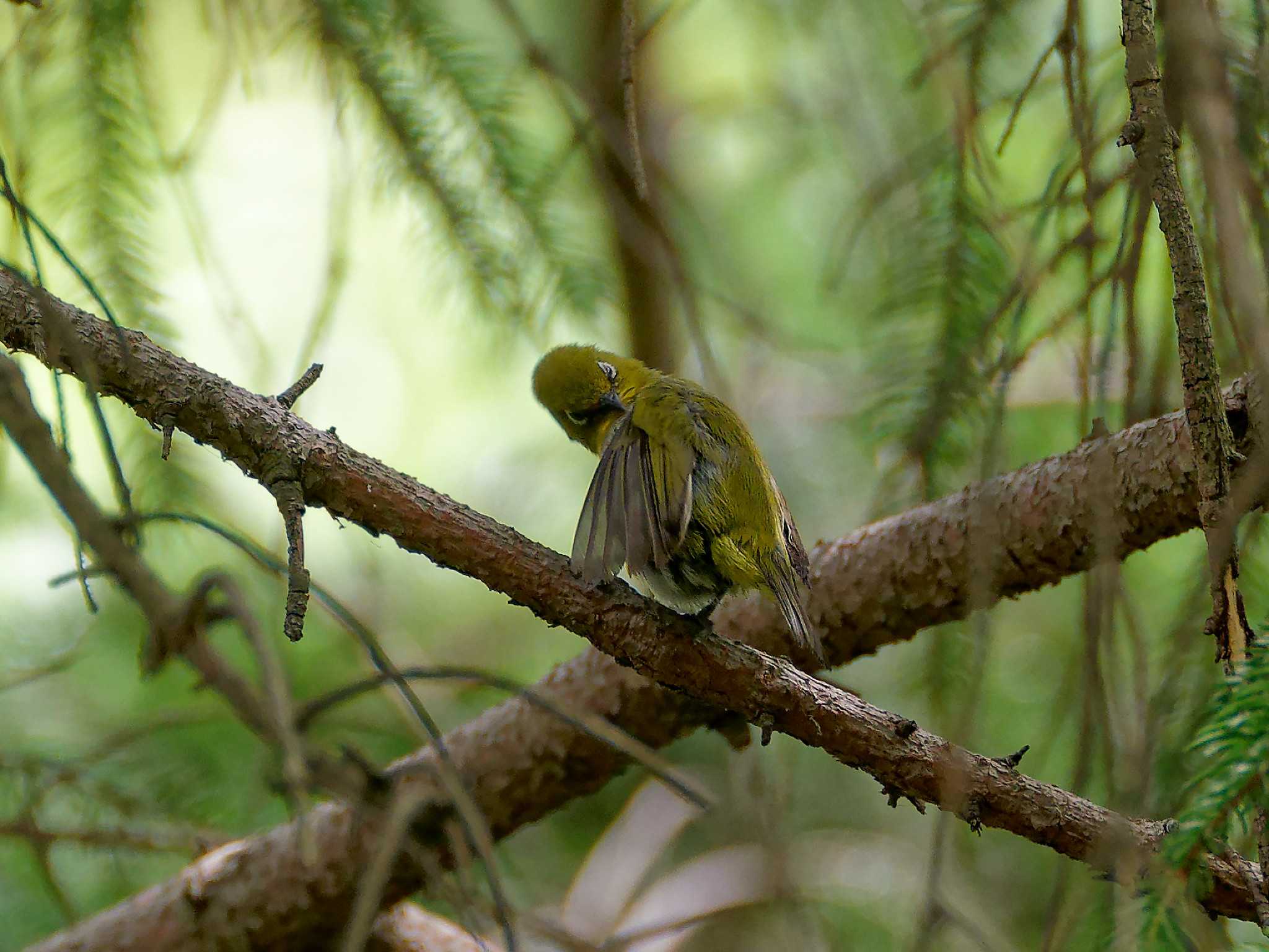 Warbling White-eye