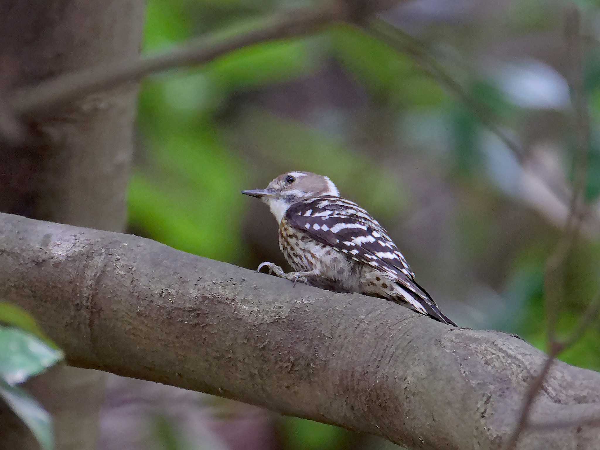 Japanese Pygmy Woodpecker