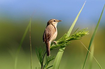 Black-browed Reed Warbler Watarase Yusuichi (Wetland) Sun, 6/4/2023