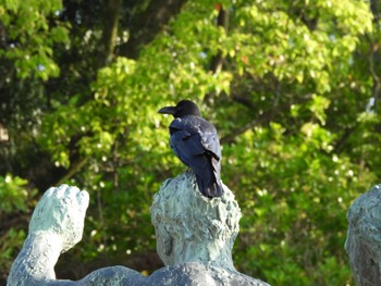 Large-billed Crow 五十鈴公園 Sun, 5/21/2023