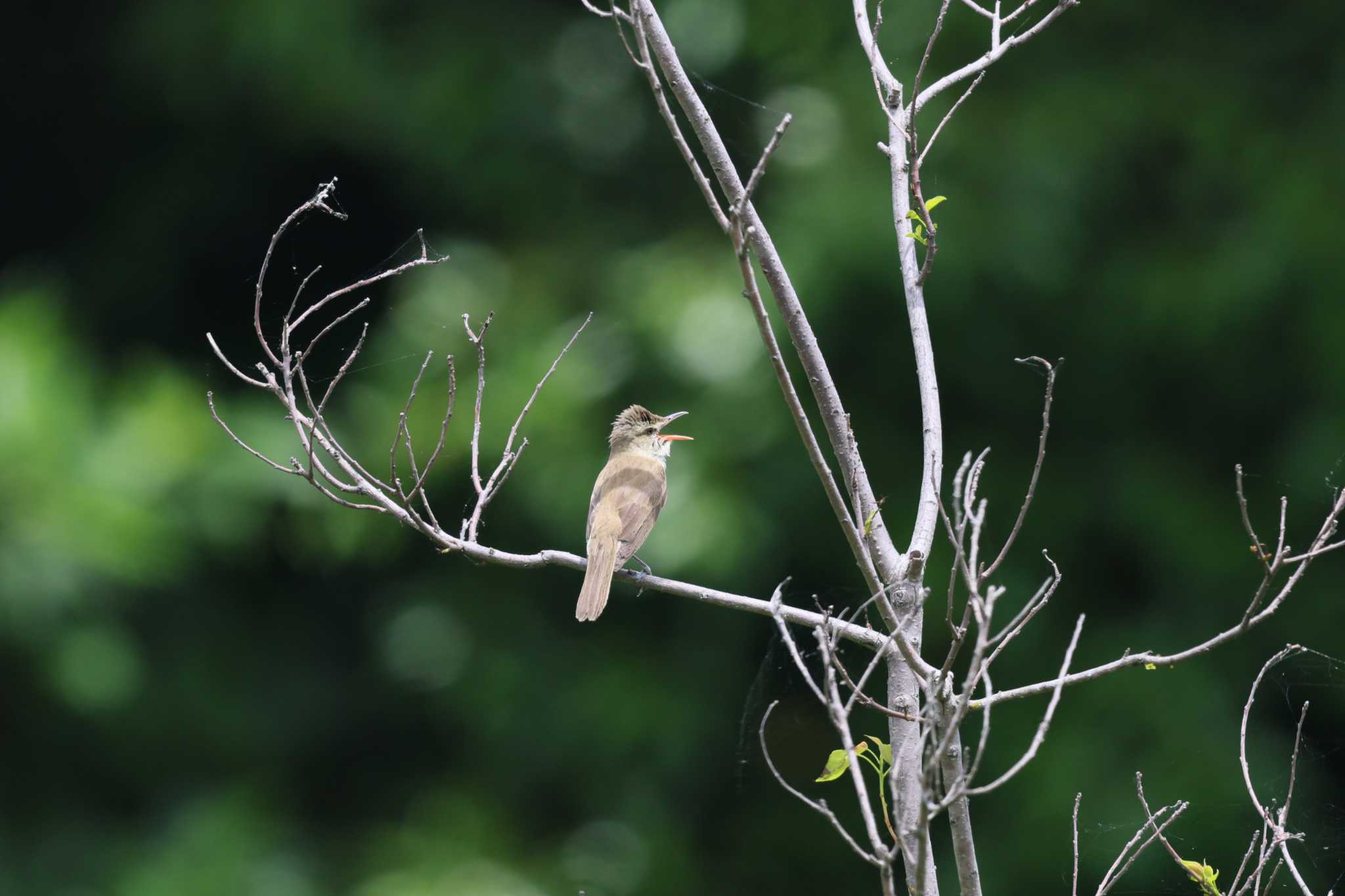 Oriental Reed Warbler