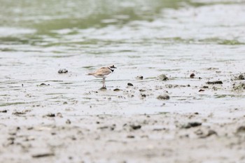 コチドリ 葛西臨海公園 2023年6月5日(月)