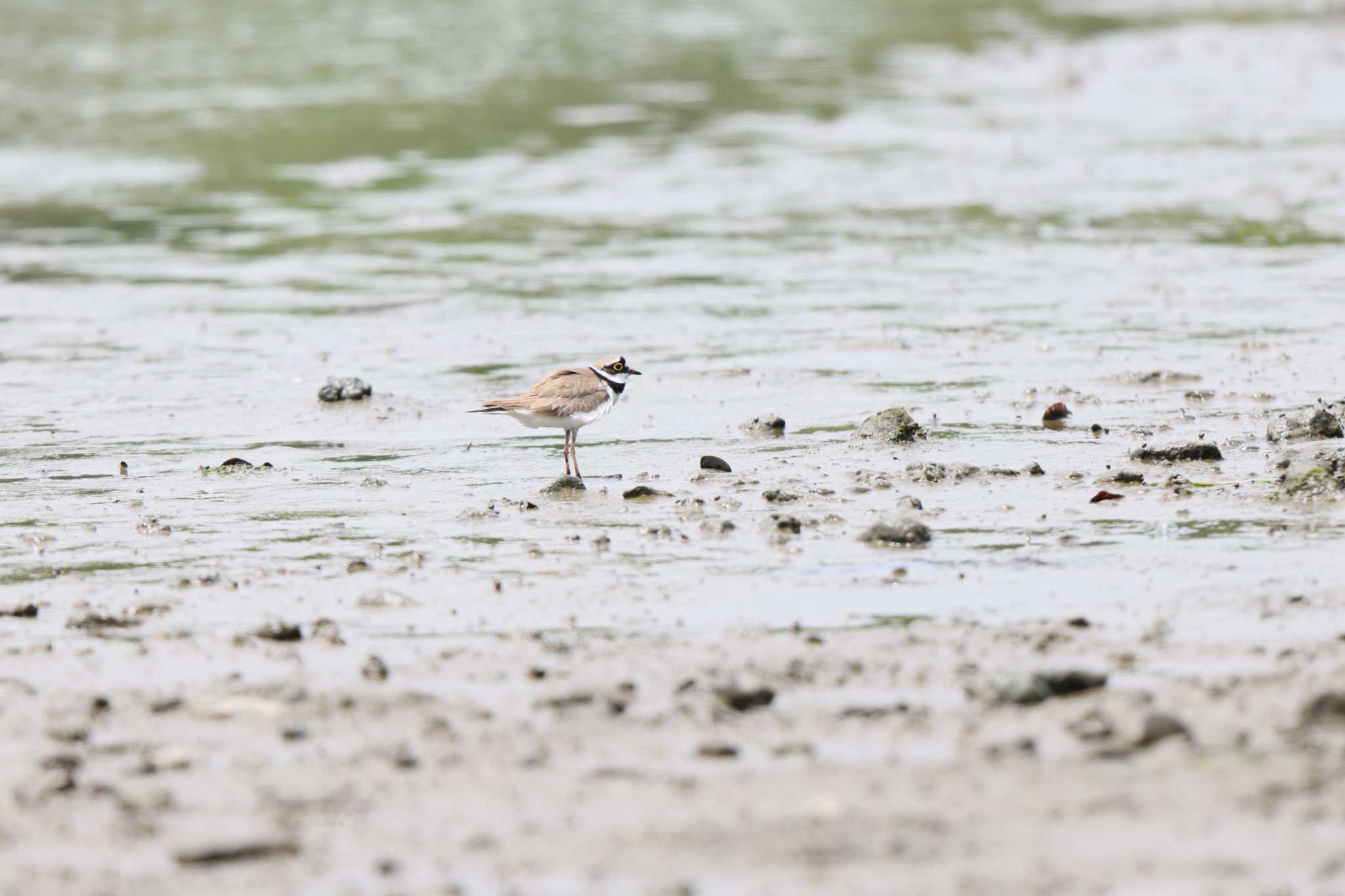 Little Ringed Plover