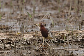 2023年6月5日(月) 葛西臨海公園の野鳥観察記録