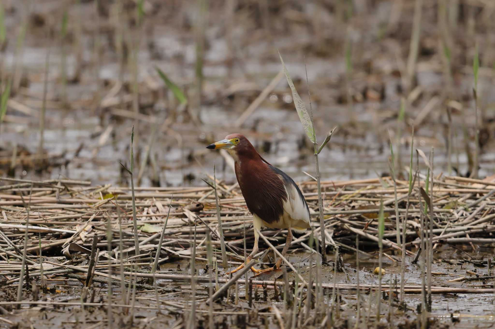 Chinese Pond Heron