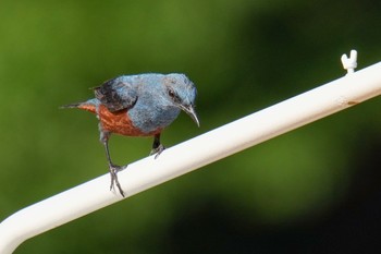 Blue Rock Thrush Moritogawa Sun, 6/4/2023