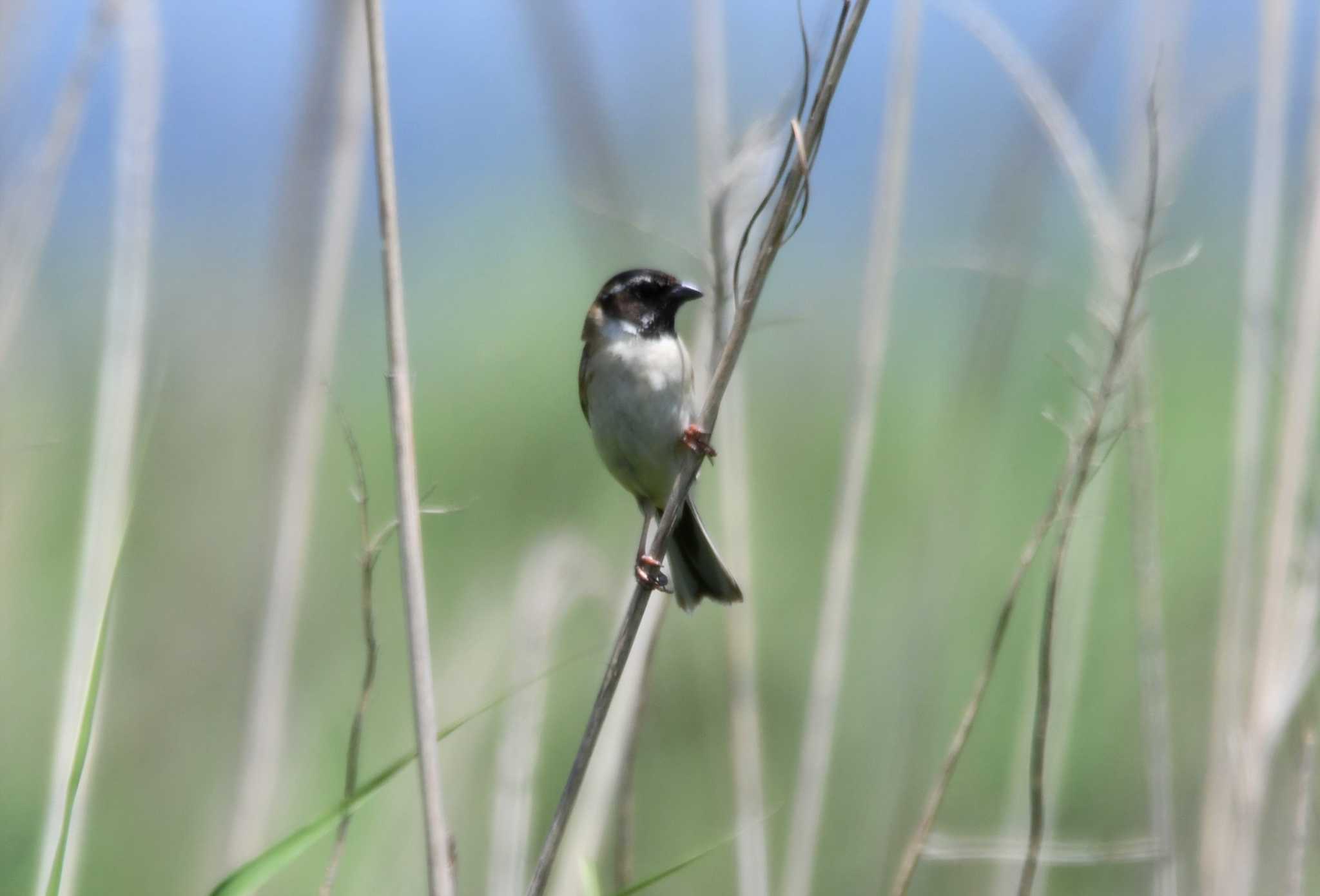 Photo of Ochre-rumped Bunting at Inashiki by みやさん