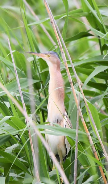 Sun, 6/4/2023 Birding report at North Inba Swamp