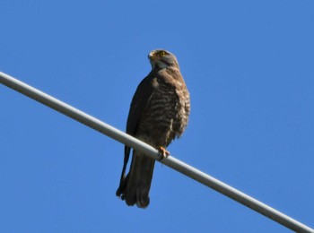 2023年6月4日(日) 稲敷市の野鳥観察記録