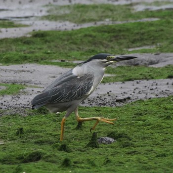 ササゴイ 東京港野鳥公園 2023年6月4日(日)