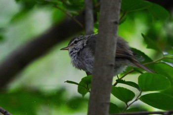 Japanese Bush Warbler Kitamoto Nature Observation Park Sun, 5/28/2023