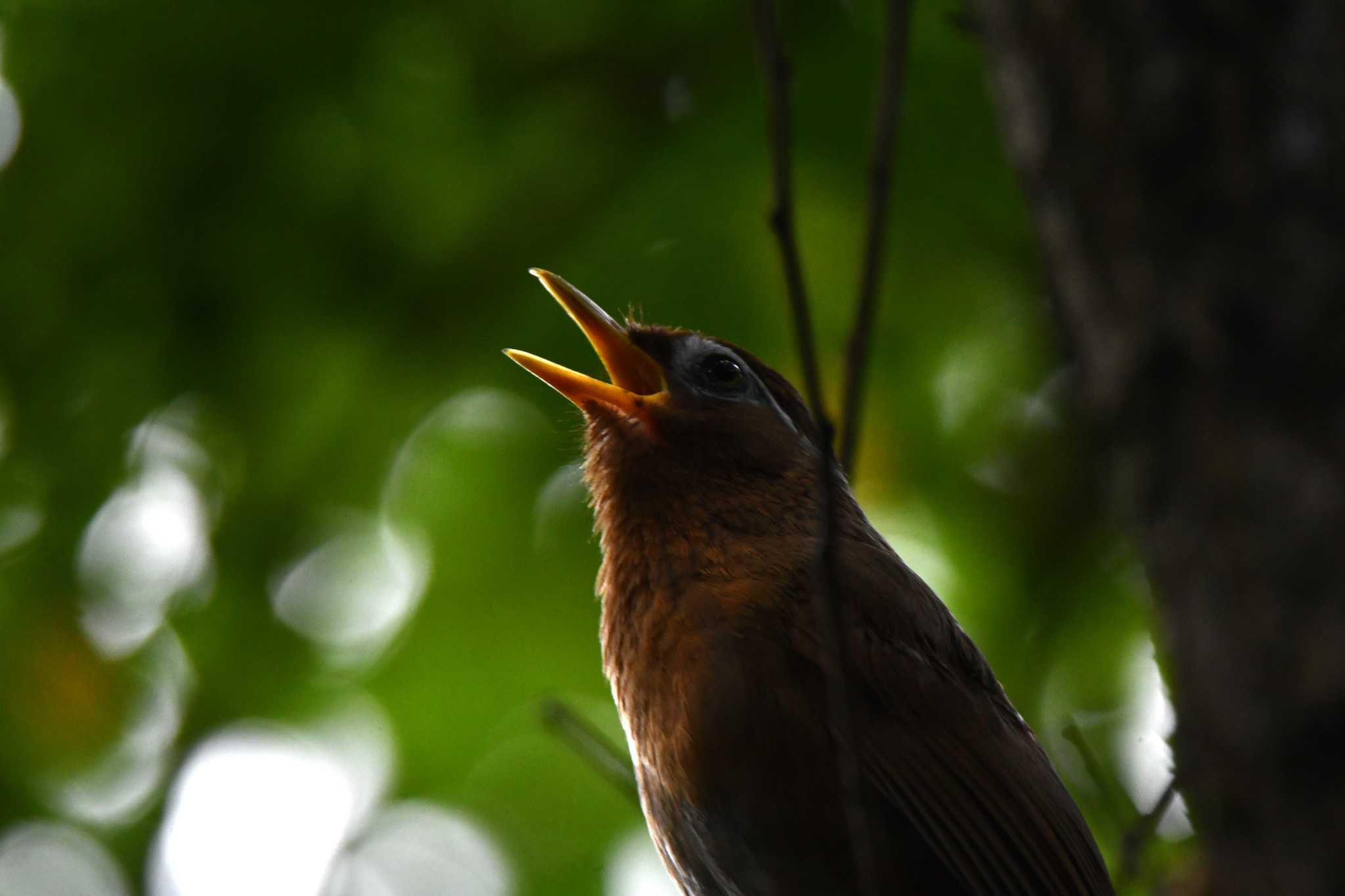 Photo of Chinese Hwamei at Kitamoto Nature Observation Park by のぶ