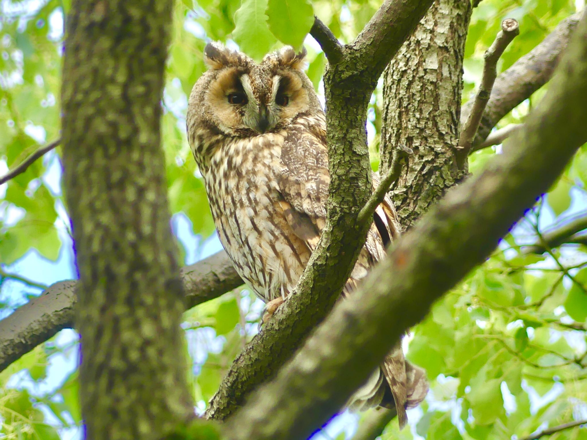 Long-eared Owl