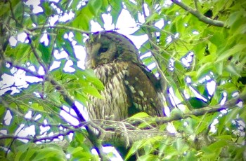 Ural Owl 野木神社(栃木県) Sat, 6/3/2023