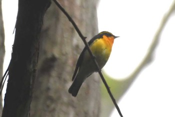 Narcissus Flycatcher Yatoyama Park Sun, 6/4/2023