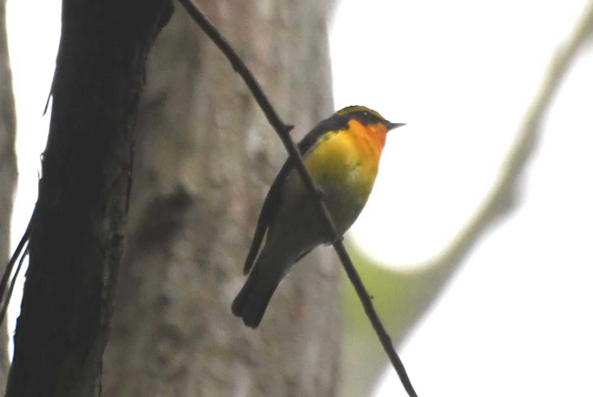 Photo of Narcissus Flycatcher at Yatoyama Park by TOM57