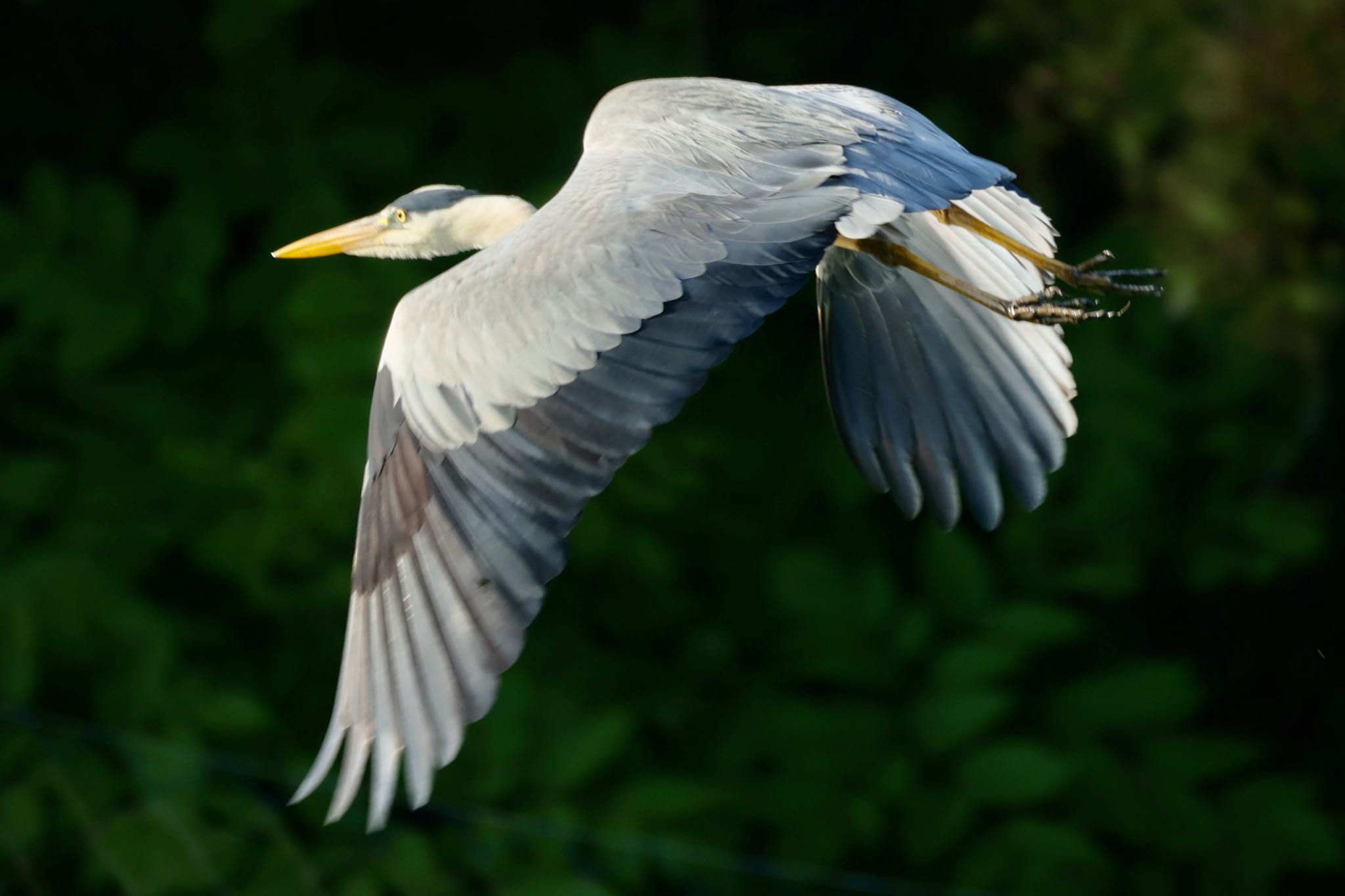 Photo of Grey Heron at 滋賀県日野町 by トシさん