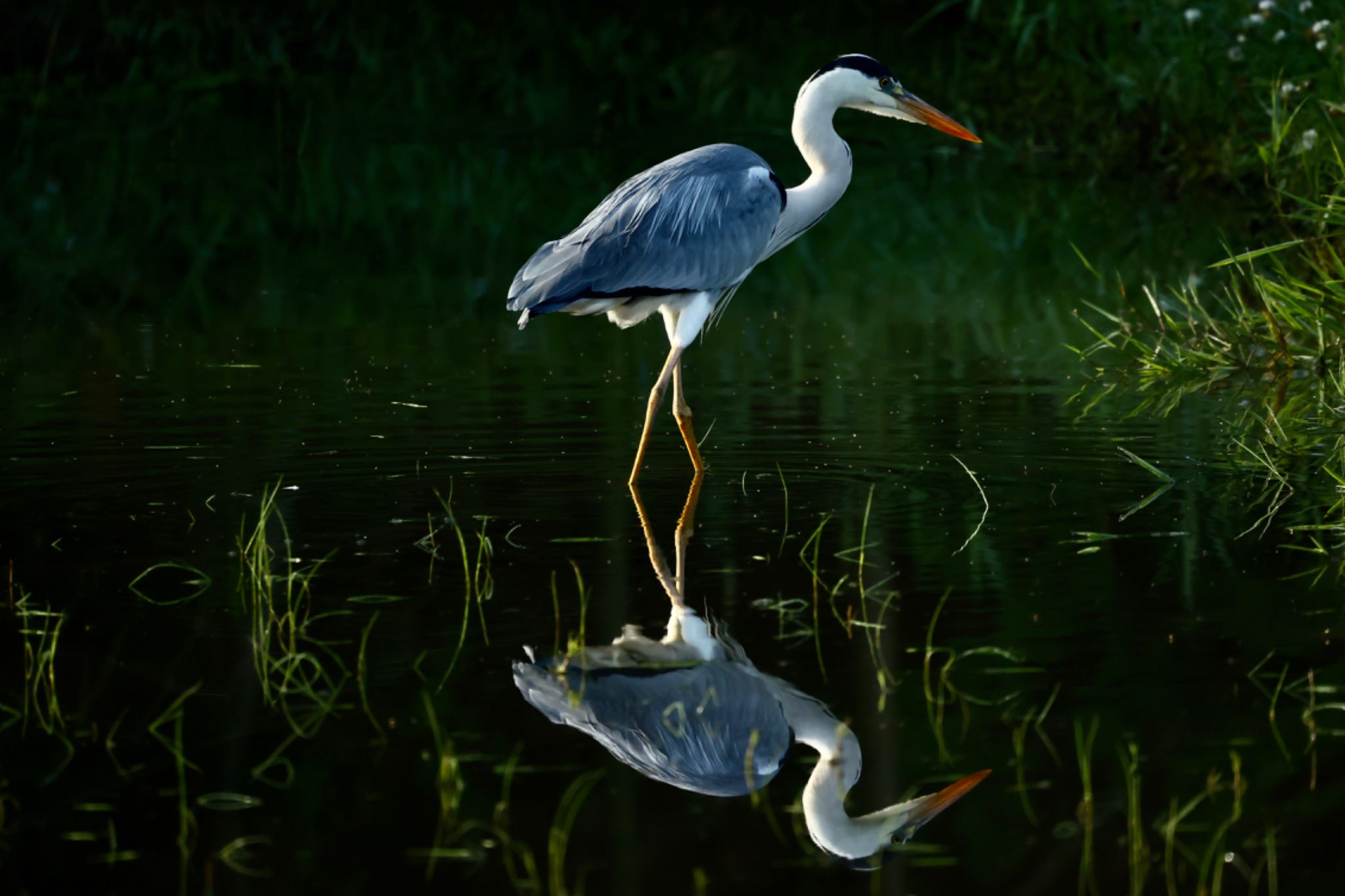 Photo of Grey Heron at 滋賀県日野町 by トシさん