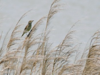Oriental Reed Warbler 多摩川河口 Sun, 6/4/2023