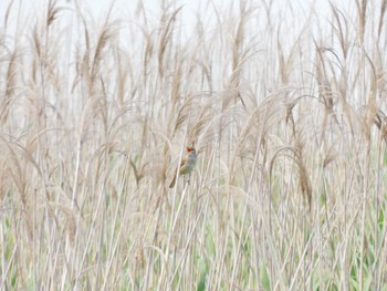 Oriental Reed Warbler 多摩川河口 Sun, 6/4/2023