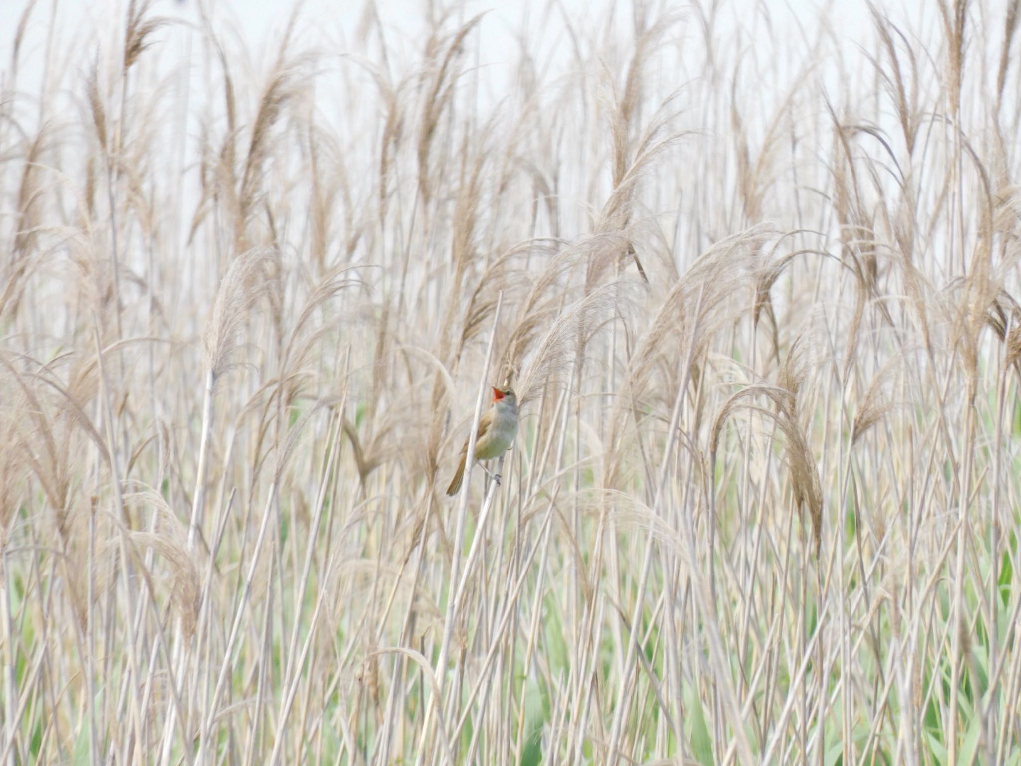 Photo of Oriental Reed Warbler at 多摩川河口 by 杜鵑