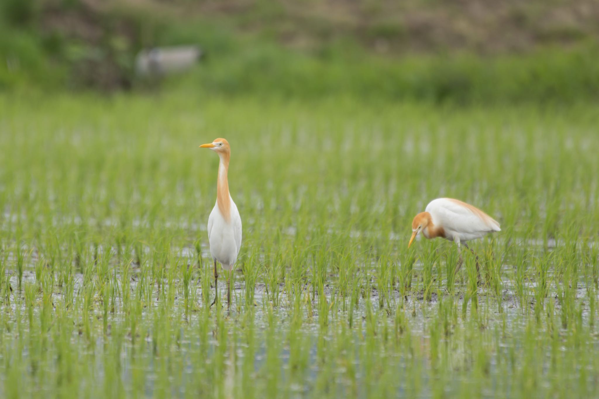 Photo of Eastern Cattle Egret at 北九州市小倉南区 by そいぎんた