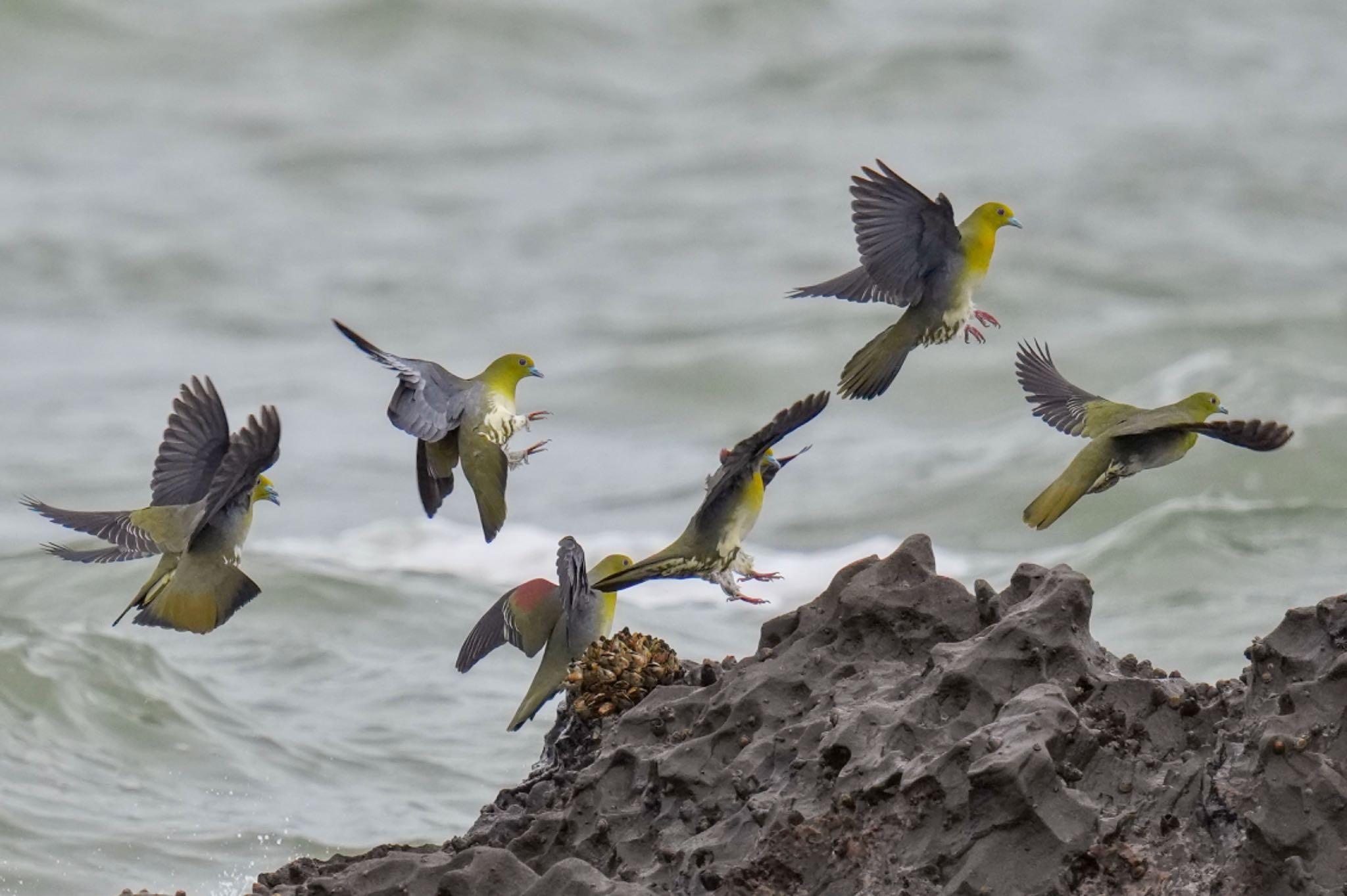 Photo of White-bellied Green Pigeon at Terugasaki Beach by アポちん