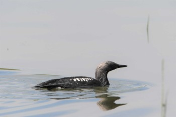 Pacific Loon 彩湖 Mon, 6/7/2021