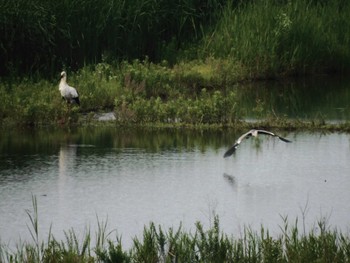 Mon, 6/5/2023 Birding report at Watarase Yusuichi (Wetland)