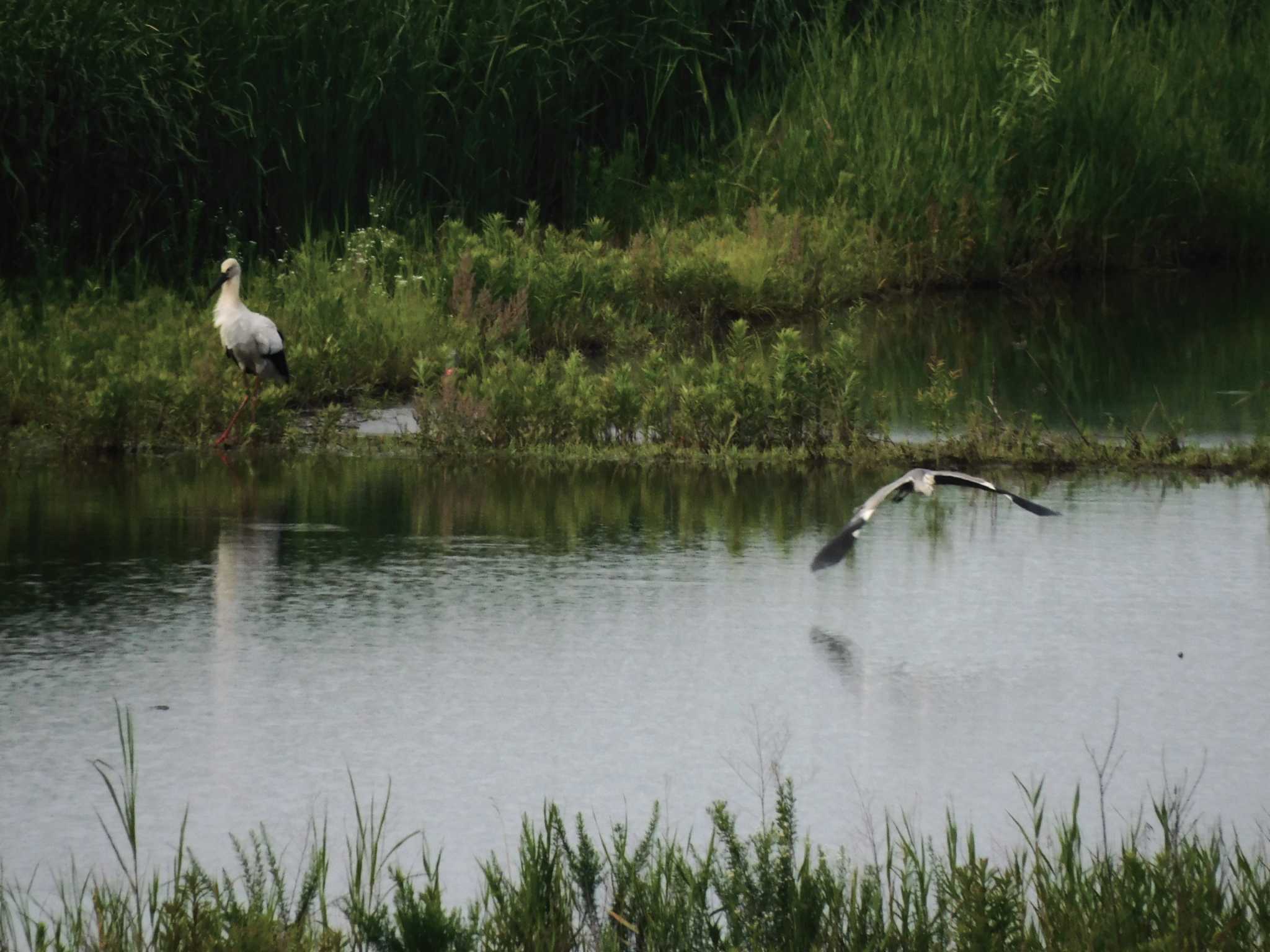 Oriental Stork