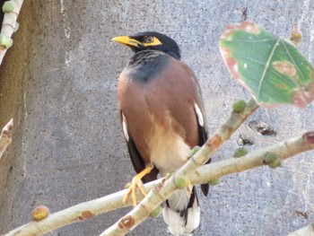 Common Myna Honolulu Zoo Thu, 3/30/2023