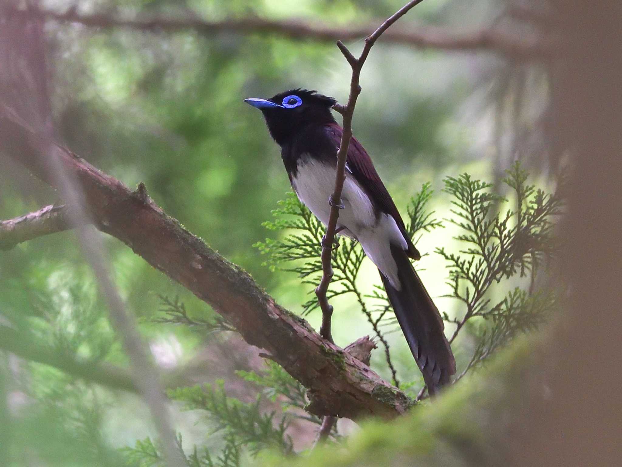 Photo of Black Paradise Flycatcher at 埼玉県毛呂山 by ask