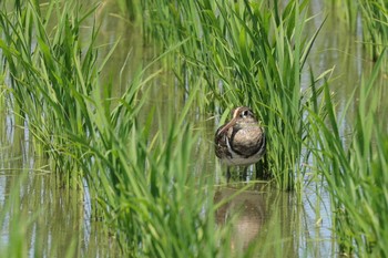 Greater Painted-snipe 東大阪市池島 Sun, 6/4/2023