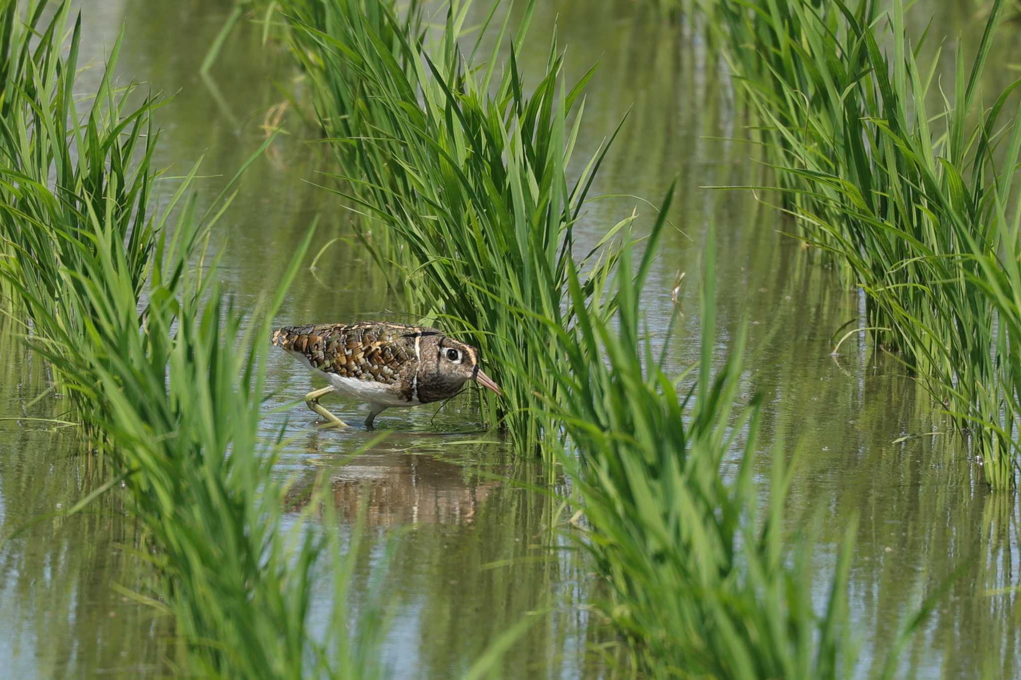 Photo of Greater Painted-snipe at 東大阪市池島 by トビトチヌ