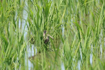 Greater Painted-snipe 東大阪市池島 Sun, 6/4/2023