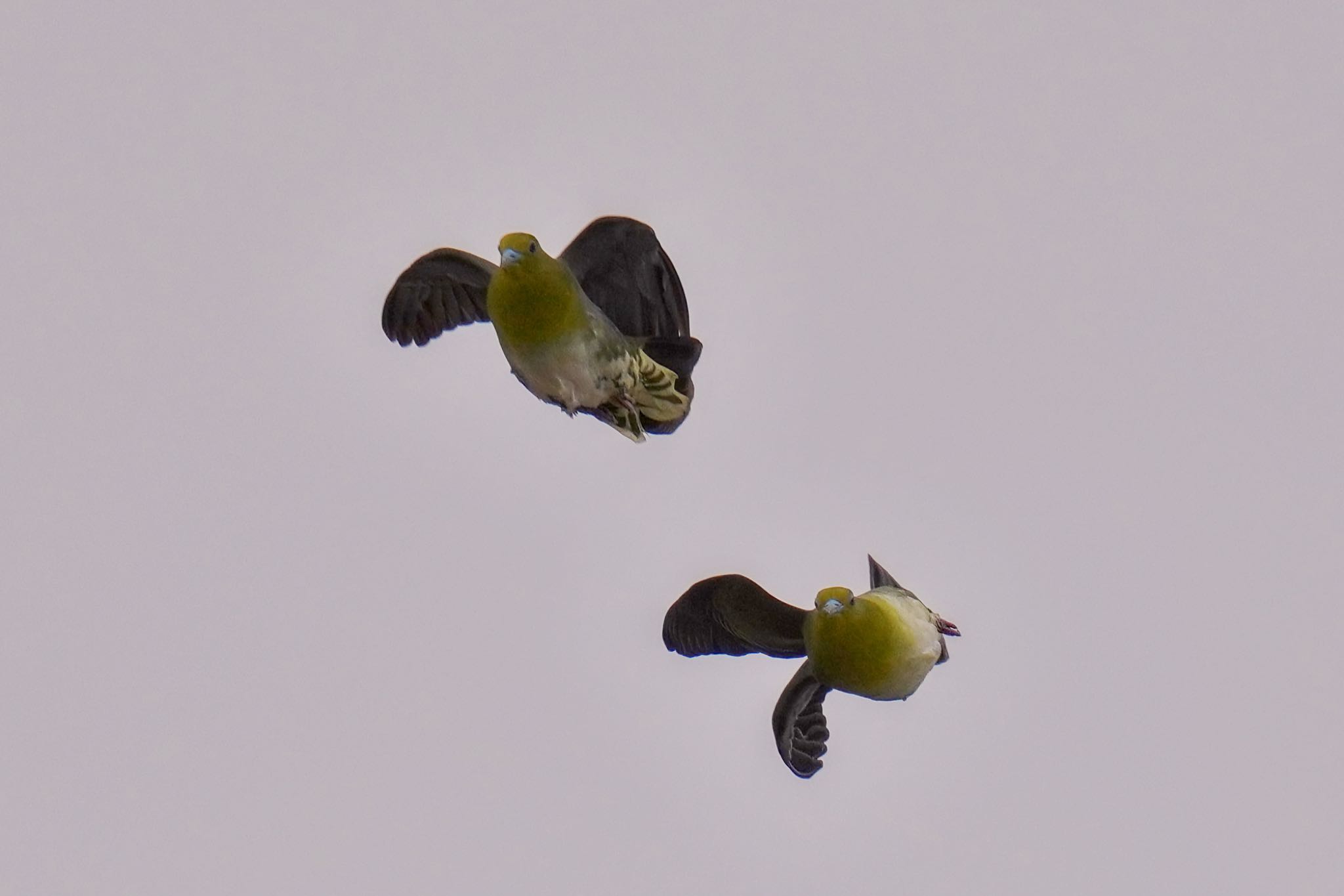 Photo of White-bellied Green Pigeon at Terugasaki Beach by アポちん