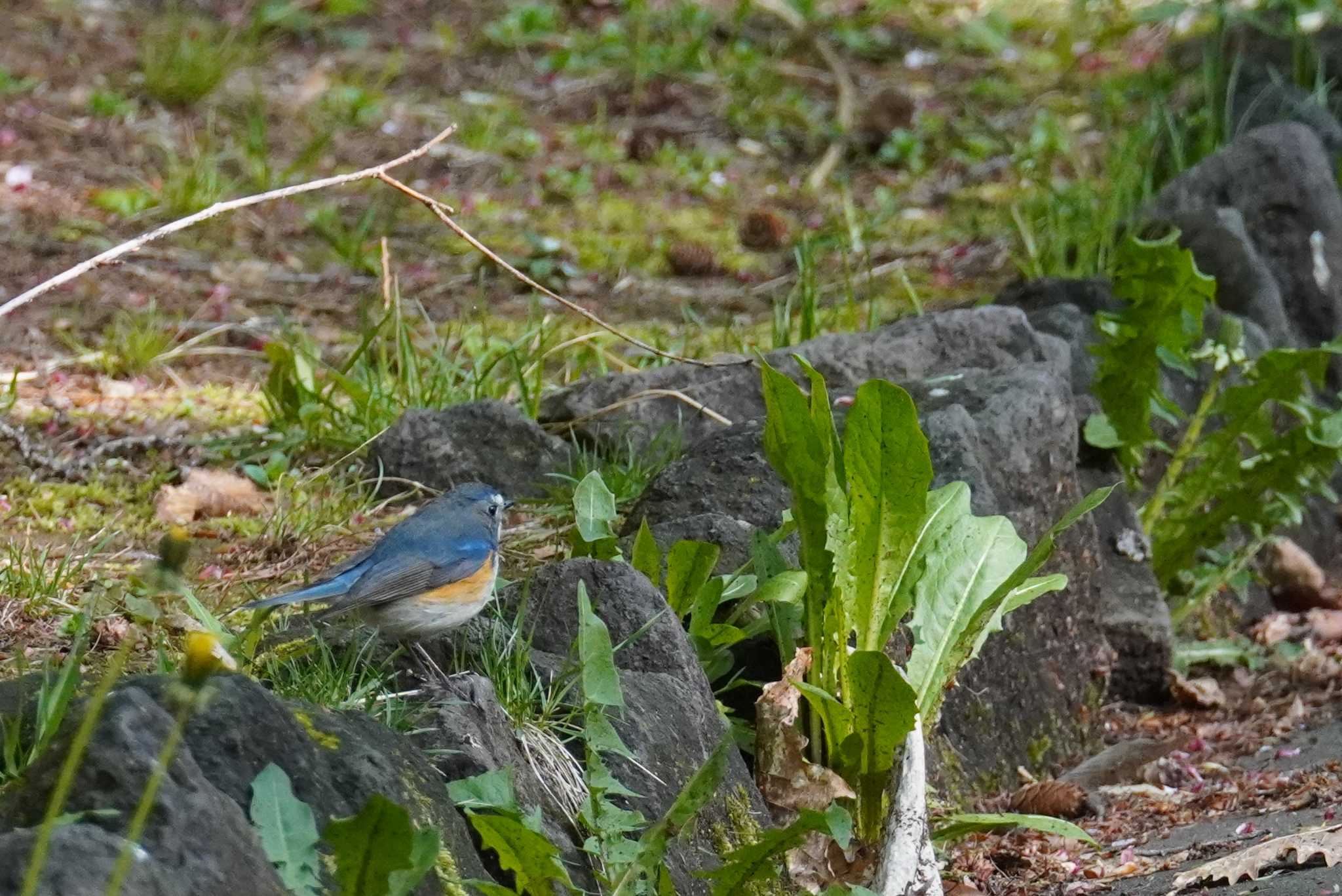 Photo of Red-flanked Bluetail at Asahiyama Memorial Park by くまちん