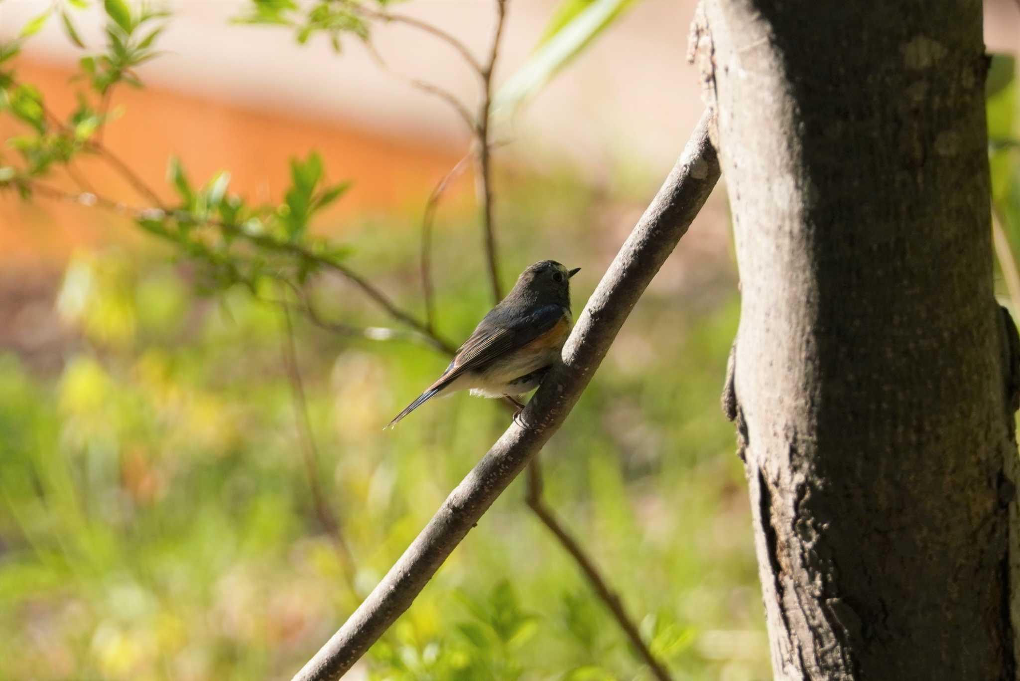 Photo of Red-flanked Bluetail at Asahiyama Memorial Park by くまちん