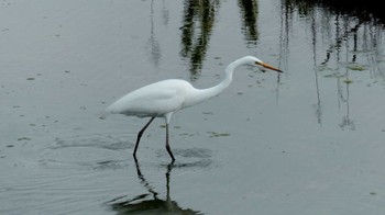 Great Egret(modesta)  平戸永谷川(横浜市) Wed, 4/29/2015