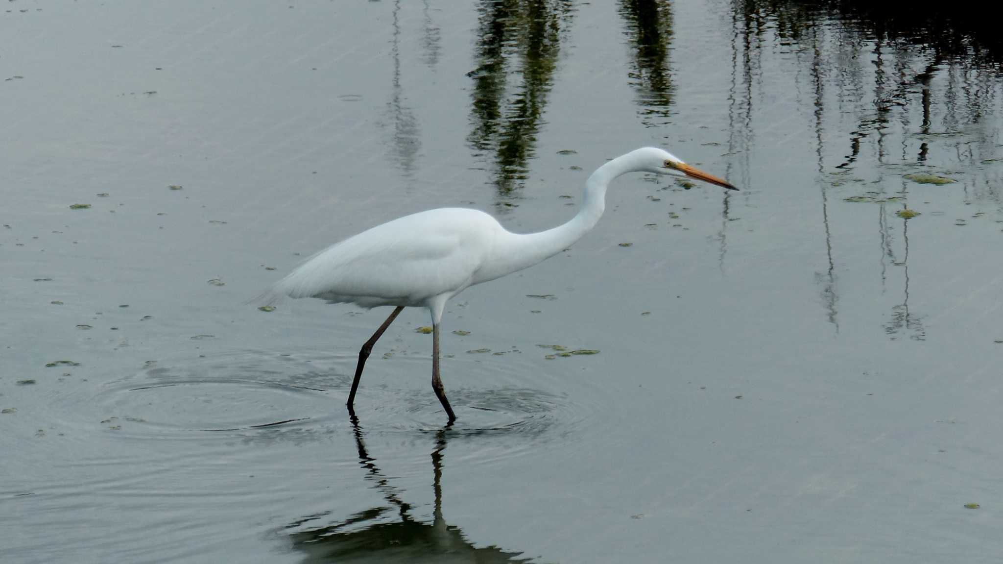 平戸永谷川(横浜市) チュウダイサギの写真 by k honma