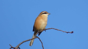 Bull-headed Shrike 横浜市 Thu, 10/15/2015