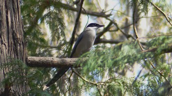 Azure-winged Magpie 新治市民の森 Sun, 3/22/2015