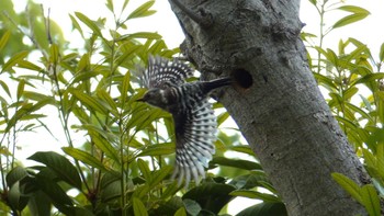 Japanese Pygmy Woodpecker 平戸永谷川(横浜市) Wed, 5/6/2015