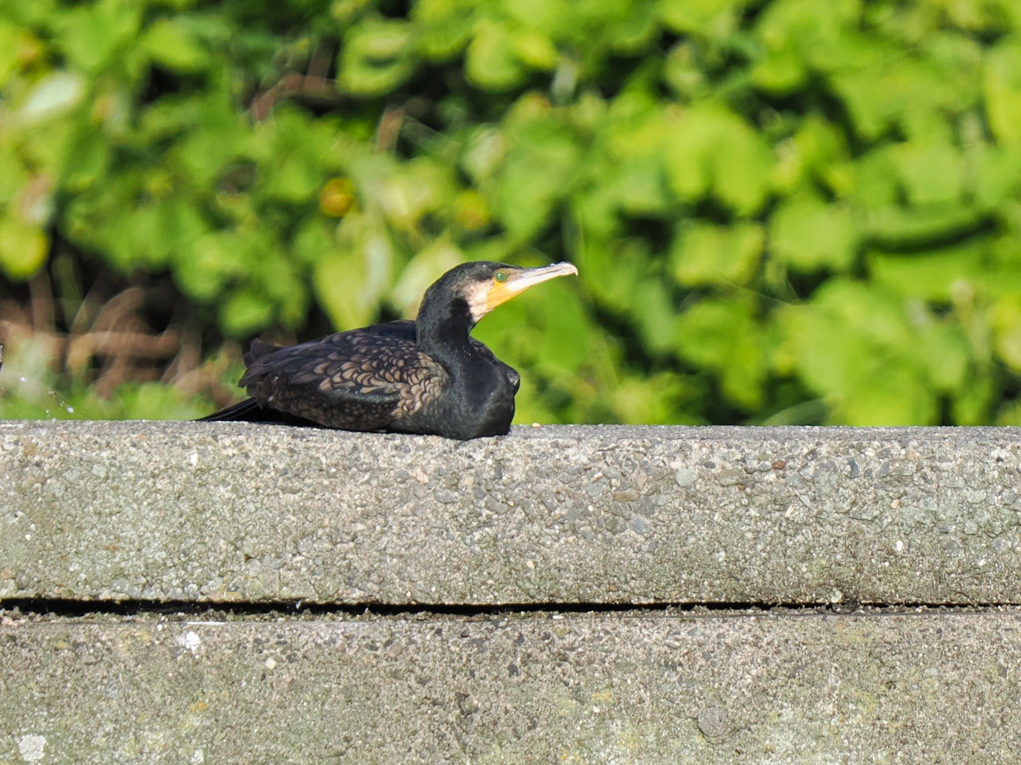 堤防の上にペタンと座ってまったりするカワウ by クロやん