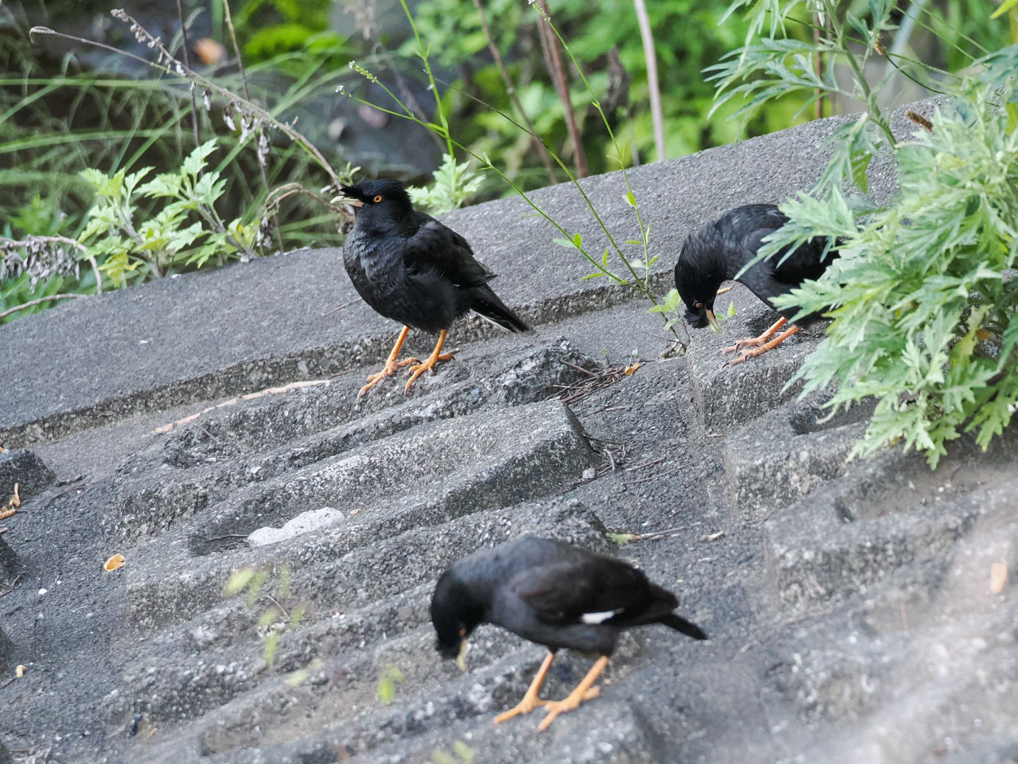 Crested Myna