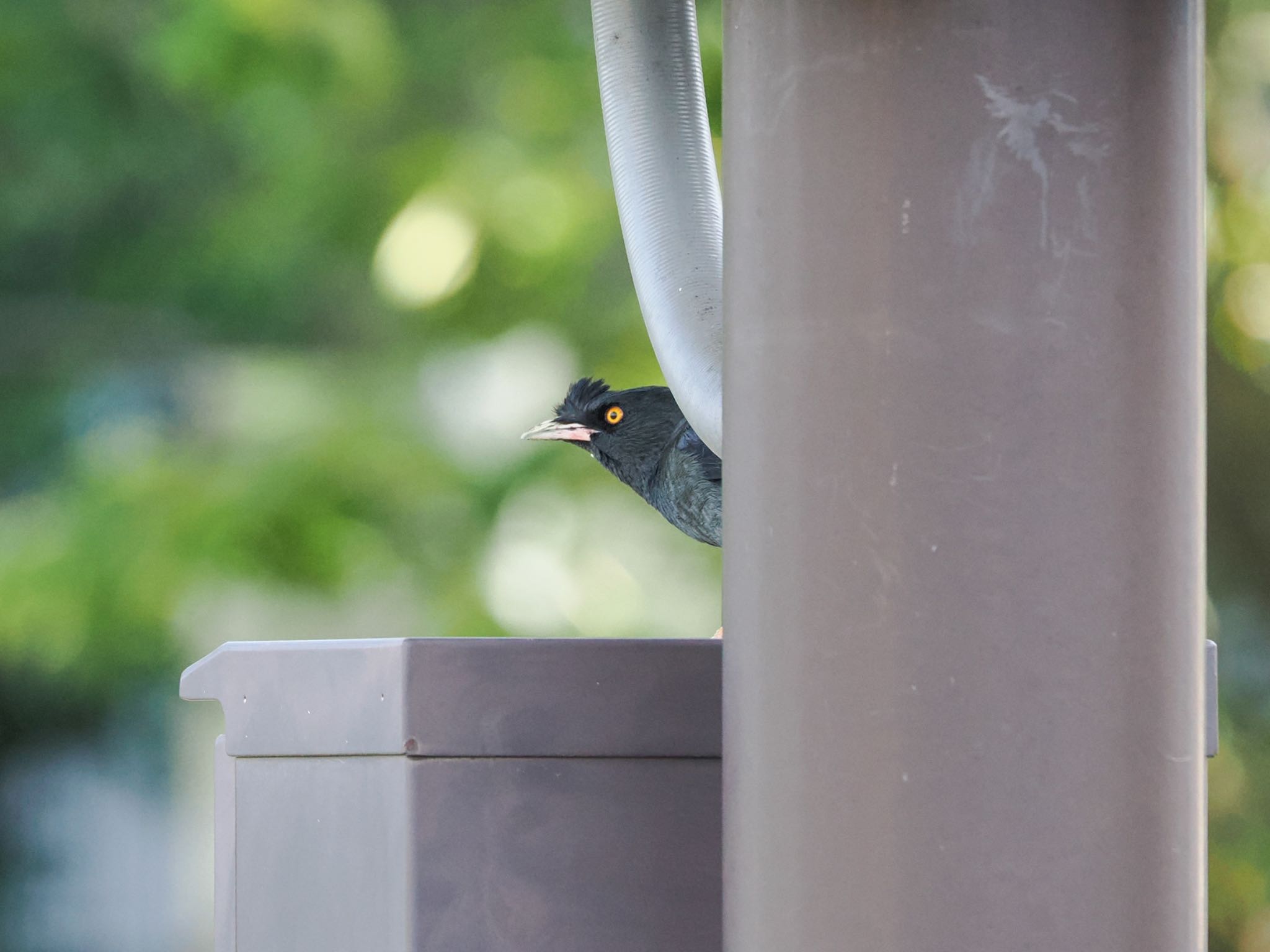 Crested Myna