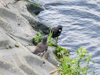 Sat, 5/27/2023 Birding report at 金井遊水地(金井遊水池)